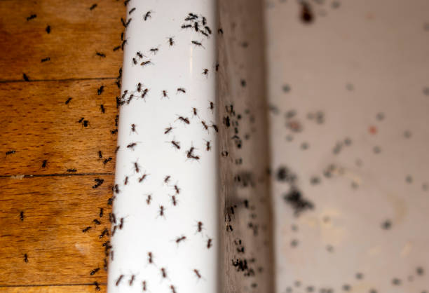 Best Flea Control Services  in Hudson, NY