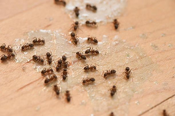 Wildlife Control Services in Hudson, NY